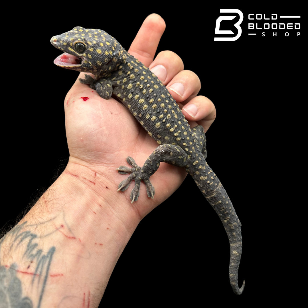 Adult Giant male Yellow Spot Tokay Gecko - Gekko gecko