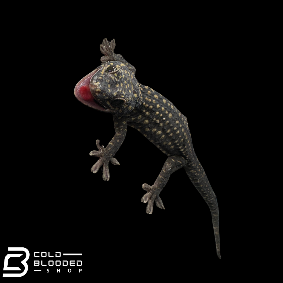 Adult Giant male Yellow Spot Tokay Gecko - Gekko gecko