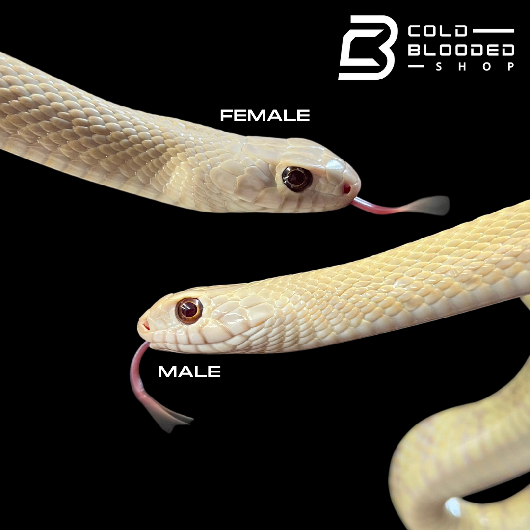 Adult Pair of Albino Oriental Rat Snakes - Ptyas mucosa - Cold Blooded Shop