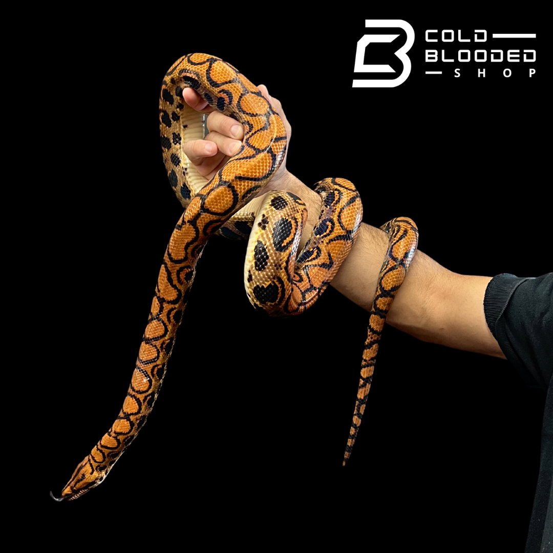 Baby/Juvenile Brazilian Rainbow Boas - Epicrates cenchria - Cold Blooded  Shop