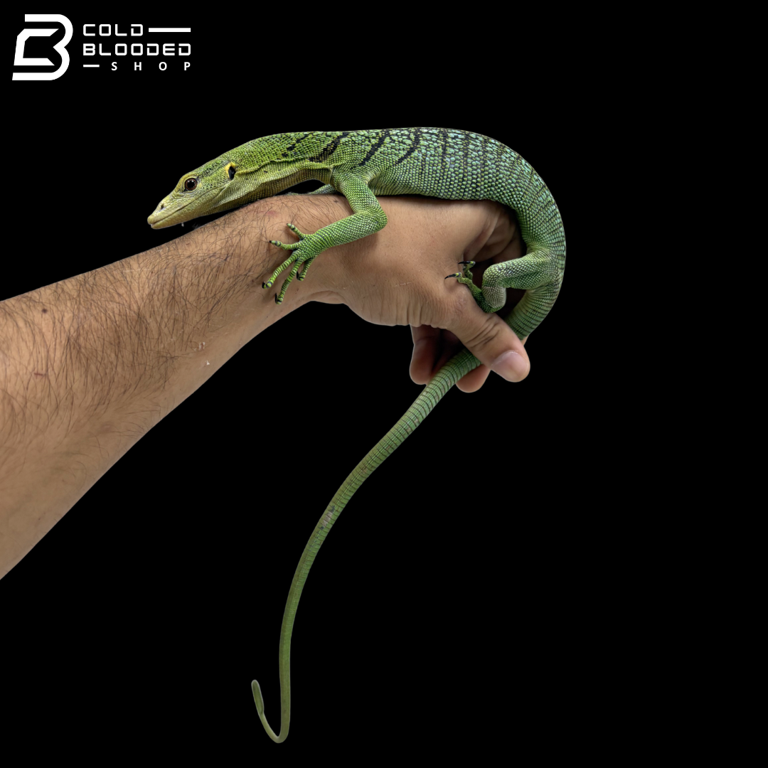Female Green Tree Monitor - Varanus Prasinus