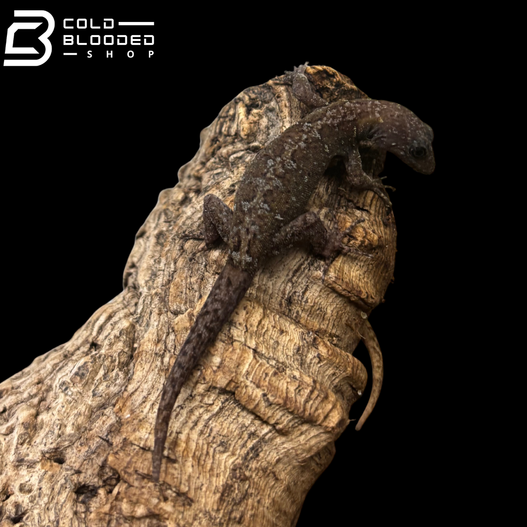 RARE! Annulated Gecko pairs - Gonatodes Annularis