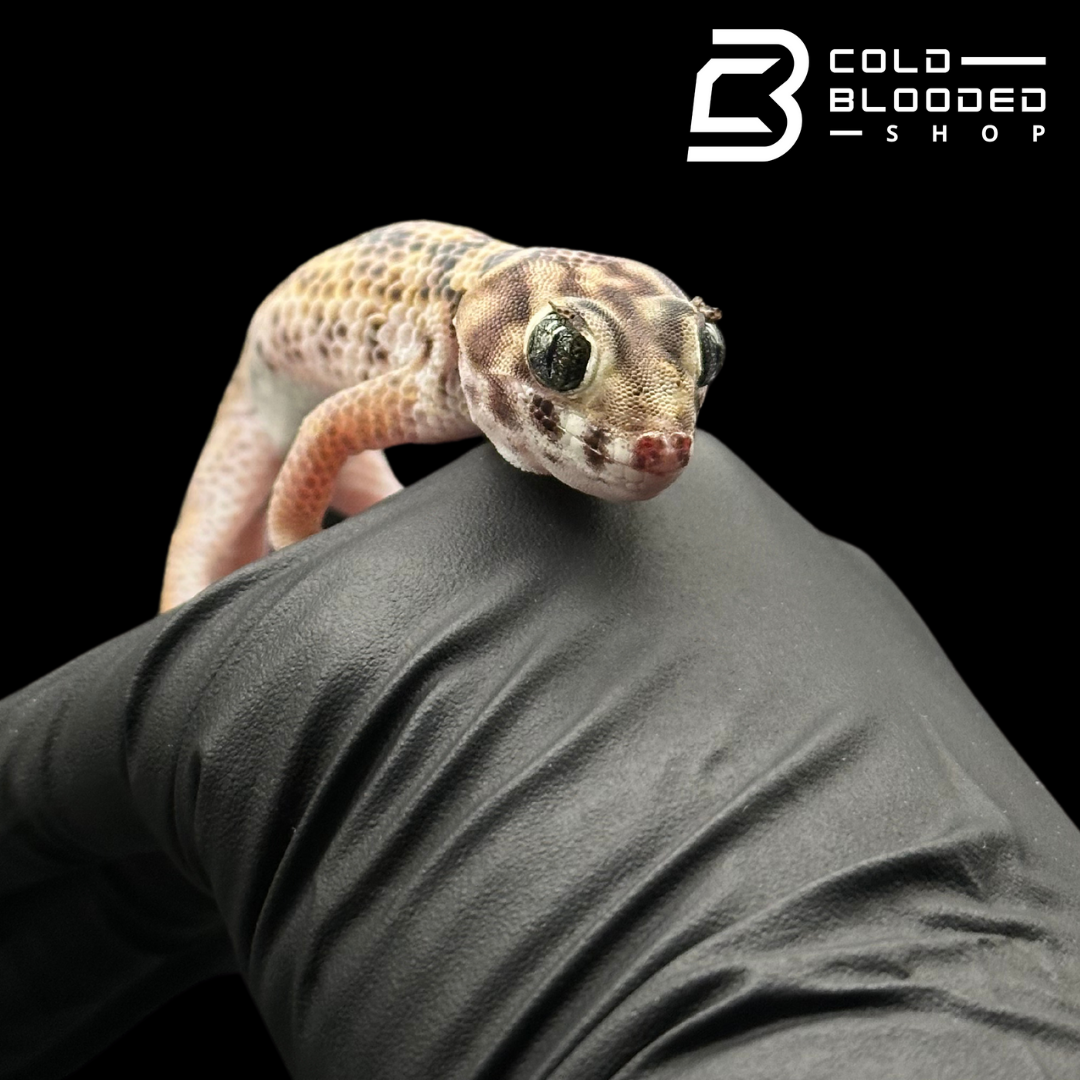 Frog-Eyed Geckos - Teratoscincus scincus