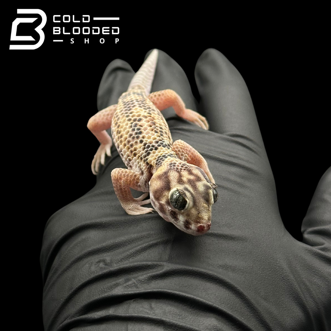 Frog-Eyed Geckos - Teratoscincus scincus