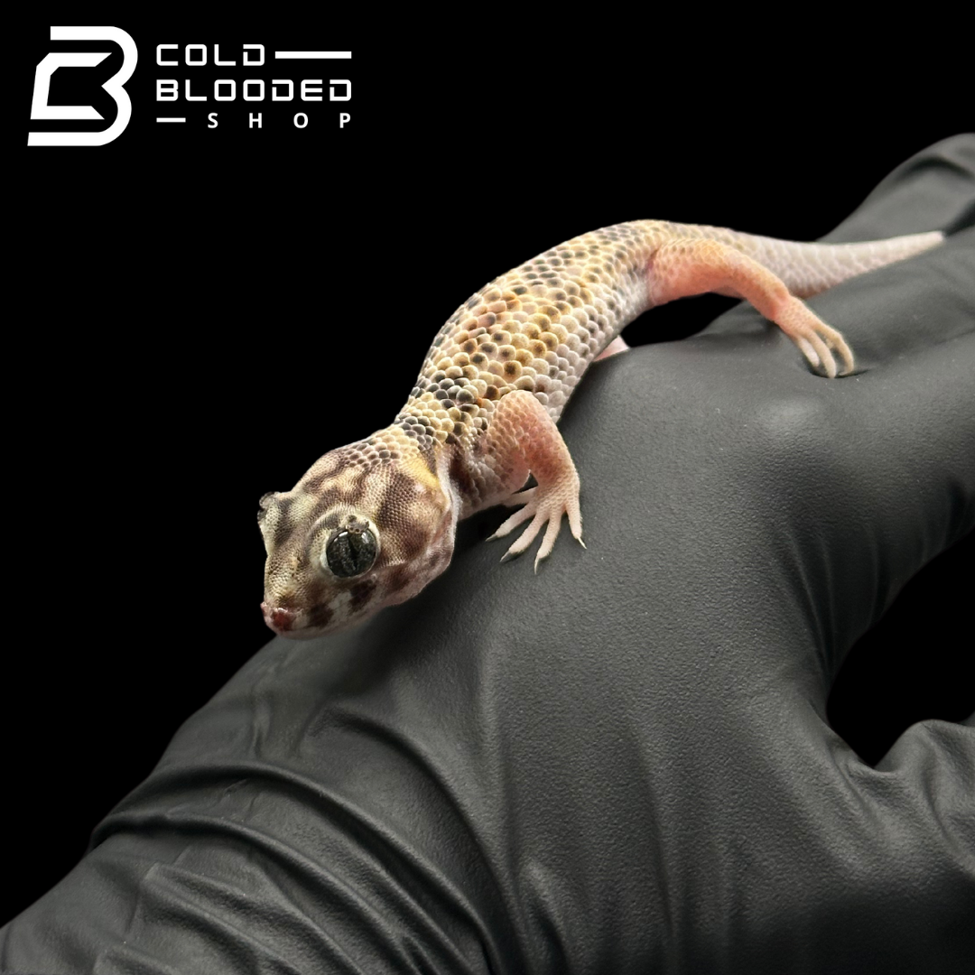 Frog-Eyed Geckos - Teratoscincus scincus