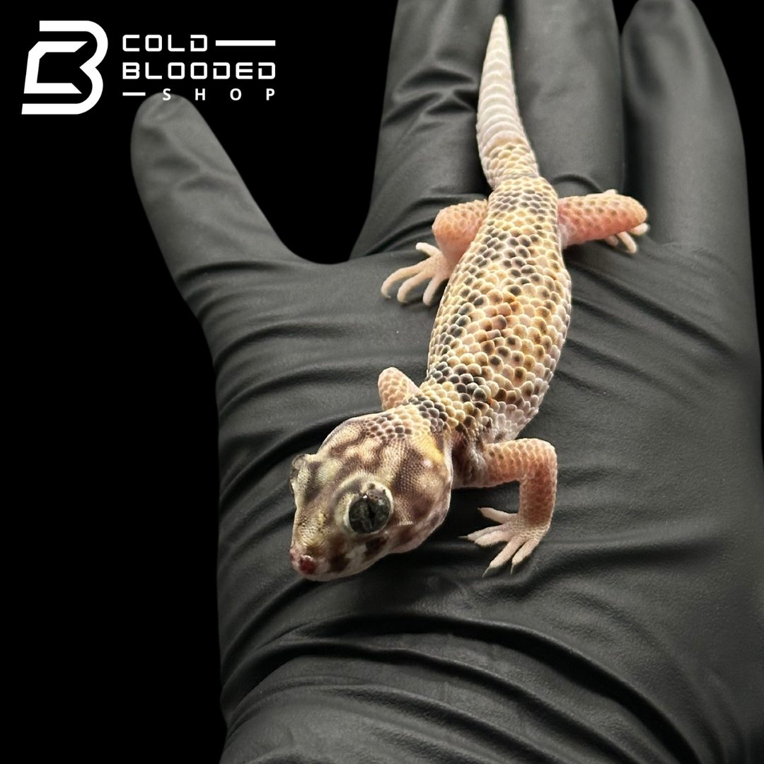 Frog-Eyed Geckos - Teratoscincus scincus