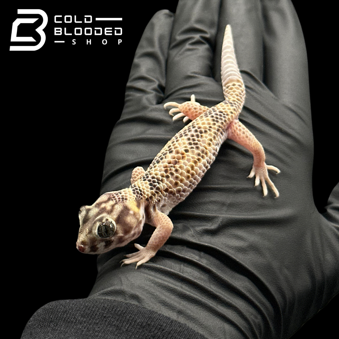 Frog-Eyed Geckos - Teratoscincus scincus
