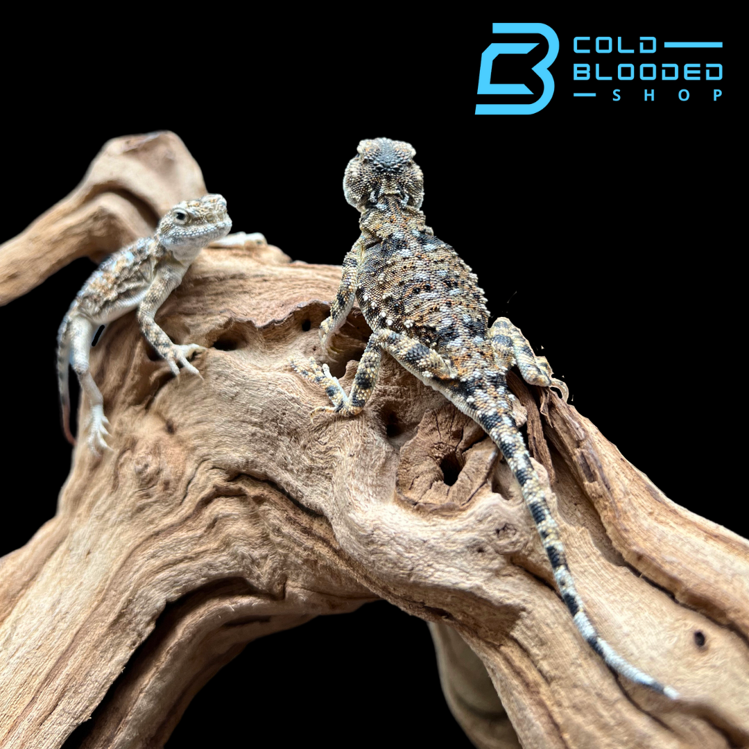 Sunwatcher Toad-headed Agamas - Phrynocephalus helioscopus - Cold Blooded Shop
