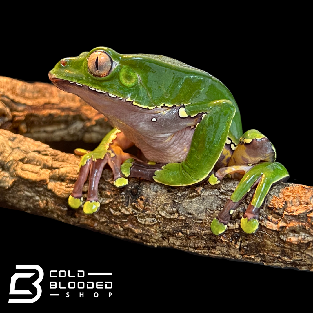 Giant Waxy Monkey Tree Frog - Phyllomedusa bicolor