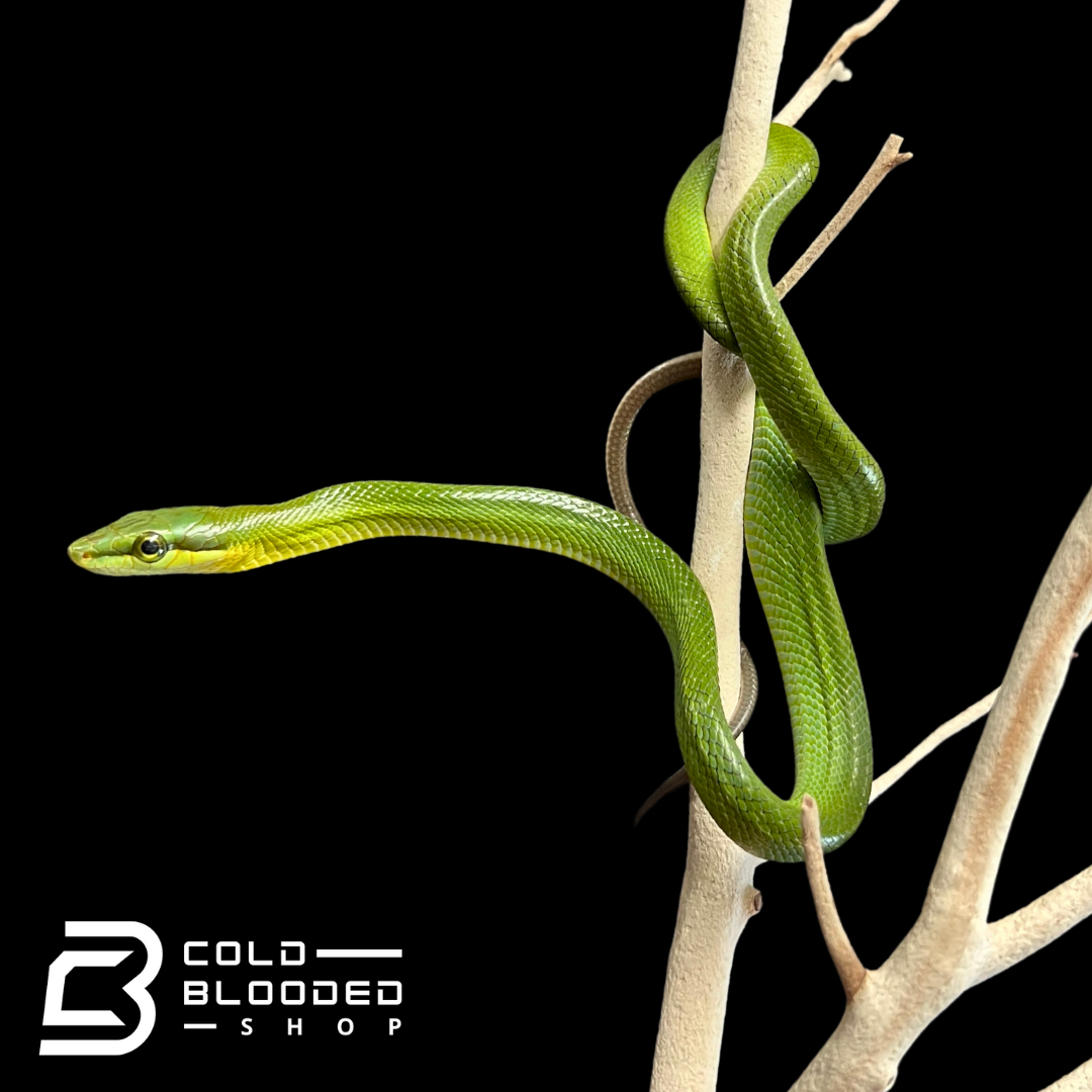 Baby Red-tailed Green Ratsnake - Gonyosoma oxycephalum - Cold Blooded Shop
