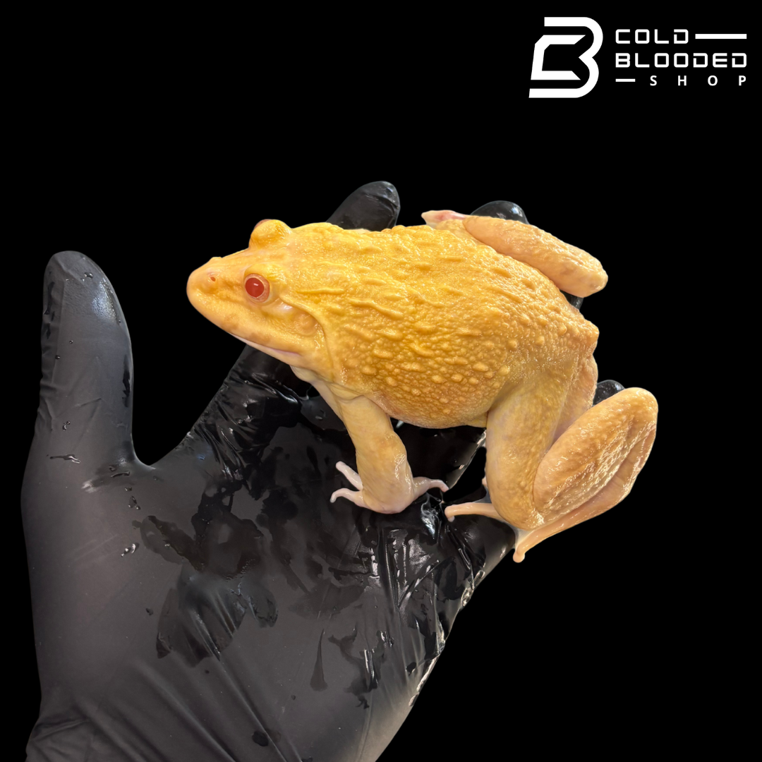 Golden Albino Chinese Bullfrog - Hoplobatrachus chinensis