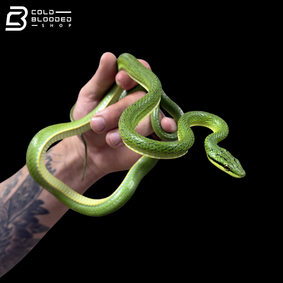 Rein Snake Pairs - Rhadinophis frenatus