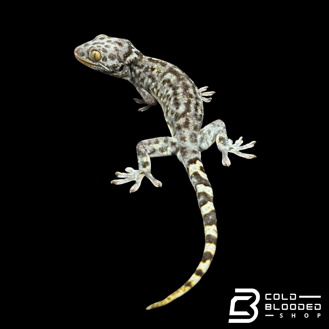 Hembra Granito Tokay Gecko - Gekko gecko