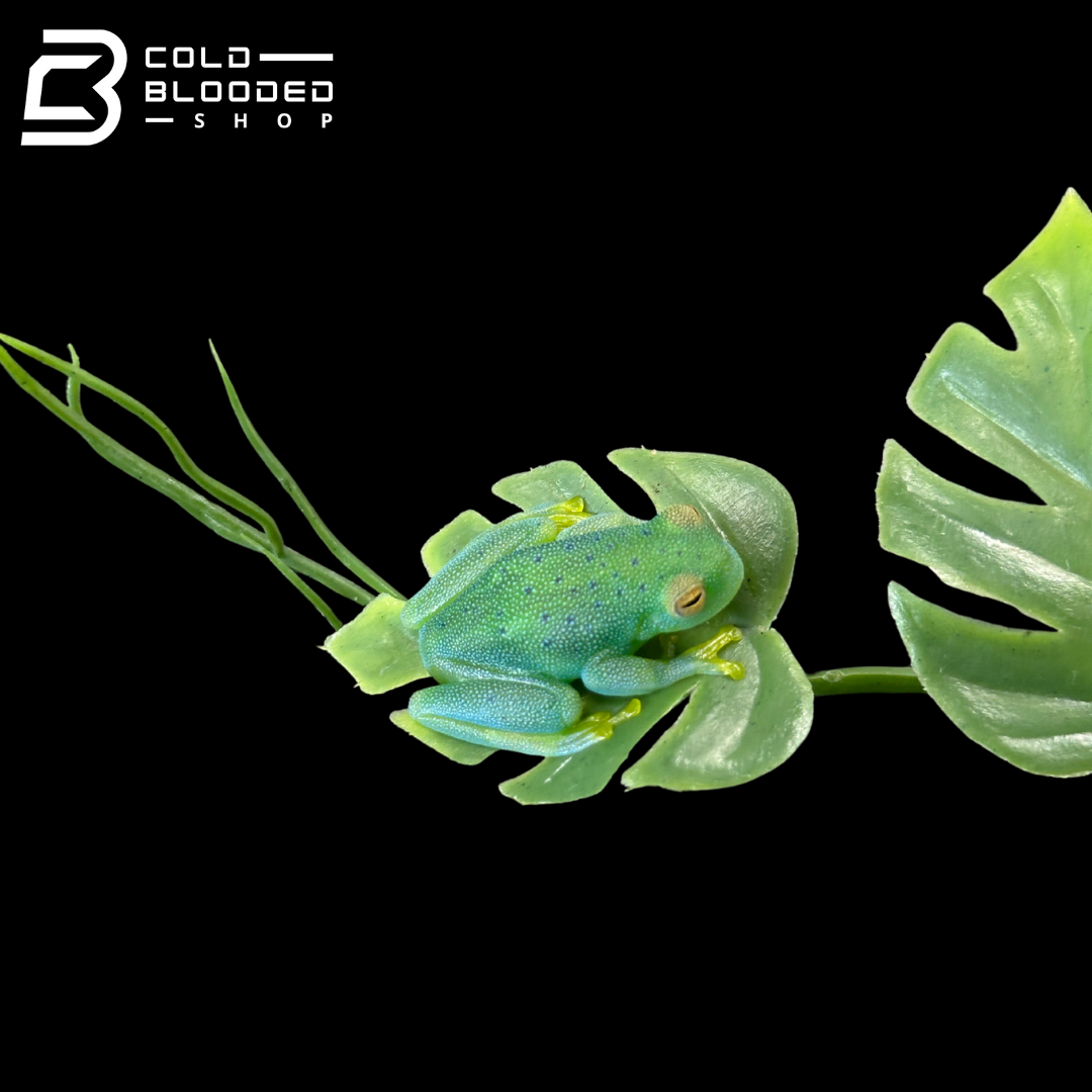 Granular Glass Frog - Cochranella granulosa