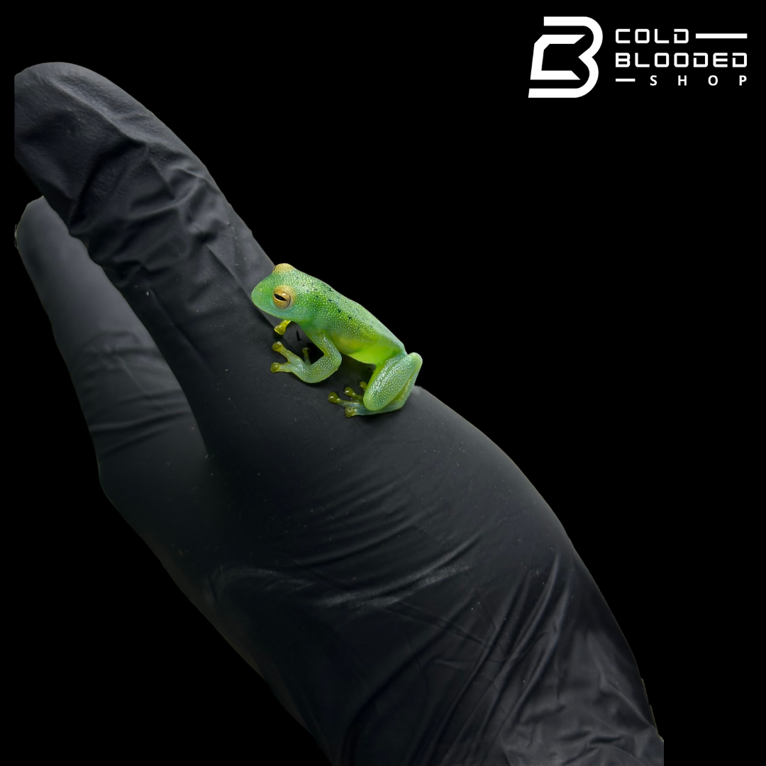 Granular Glass Frog - Cochranella granulosa