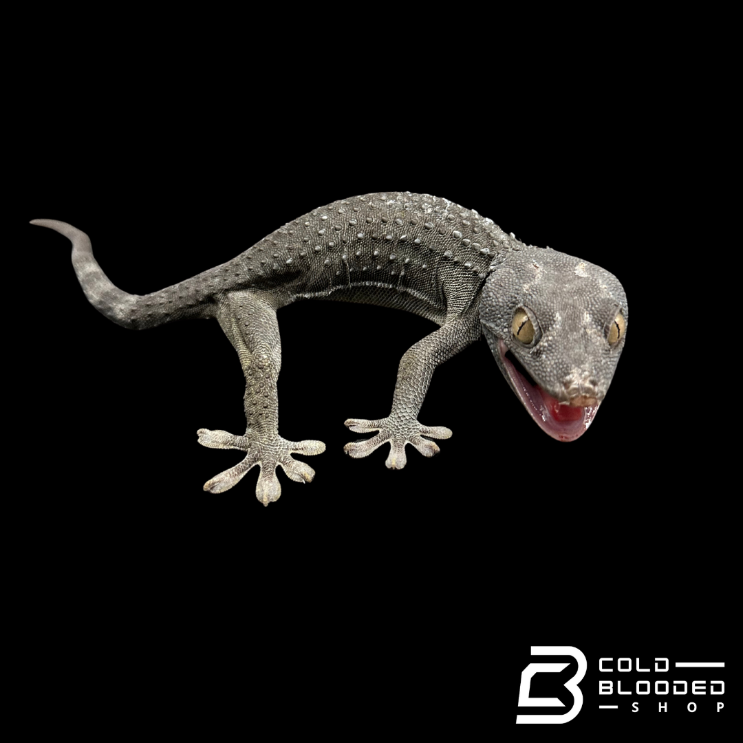 Hembra Pied Tokay Gecko - Gekko gecko