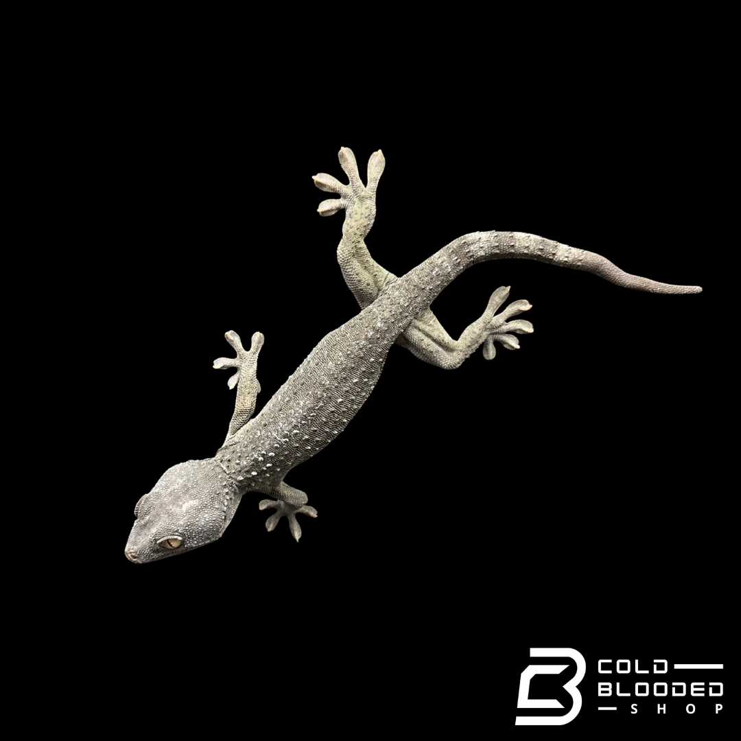 Hembra Pied Tokay Gecko - Gekko gecko