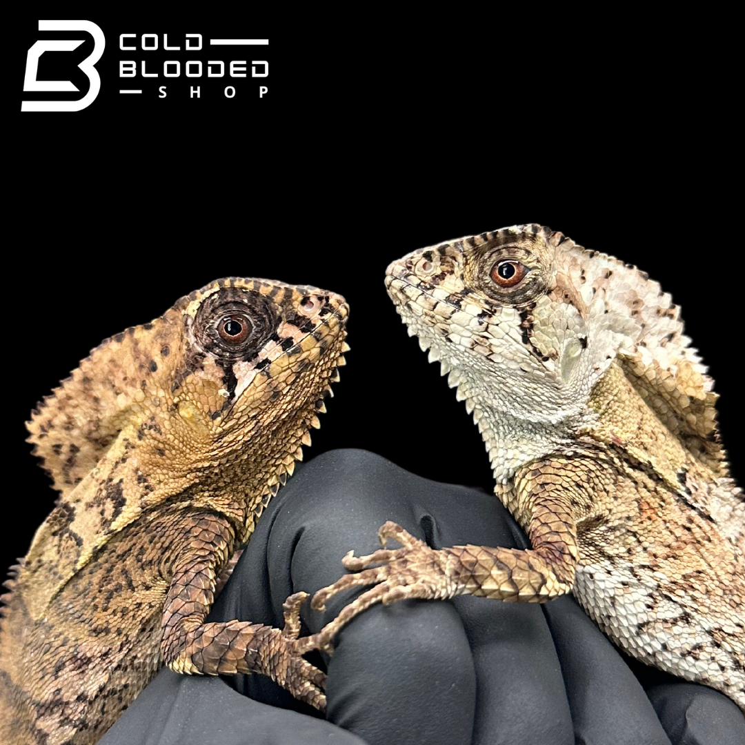 Smooth Helmeted Iguanas - Corytophanes cristatus