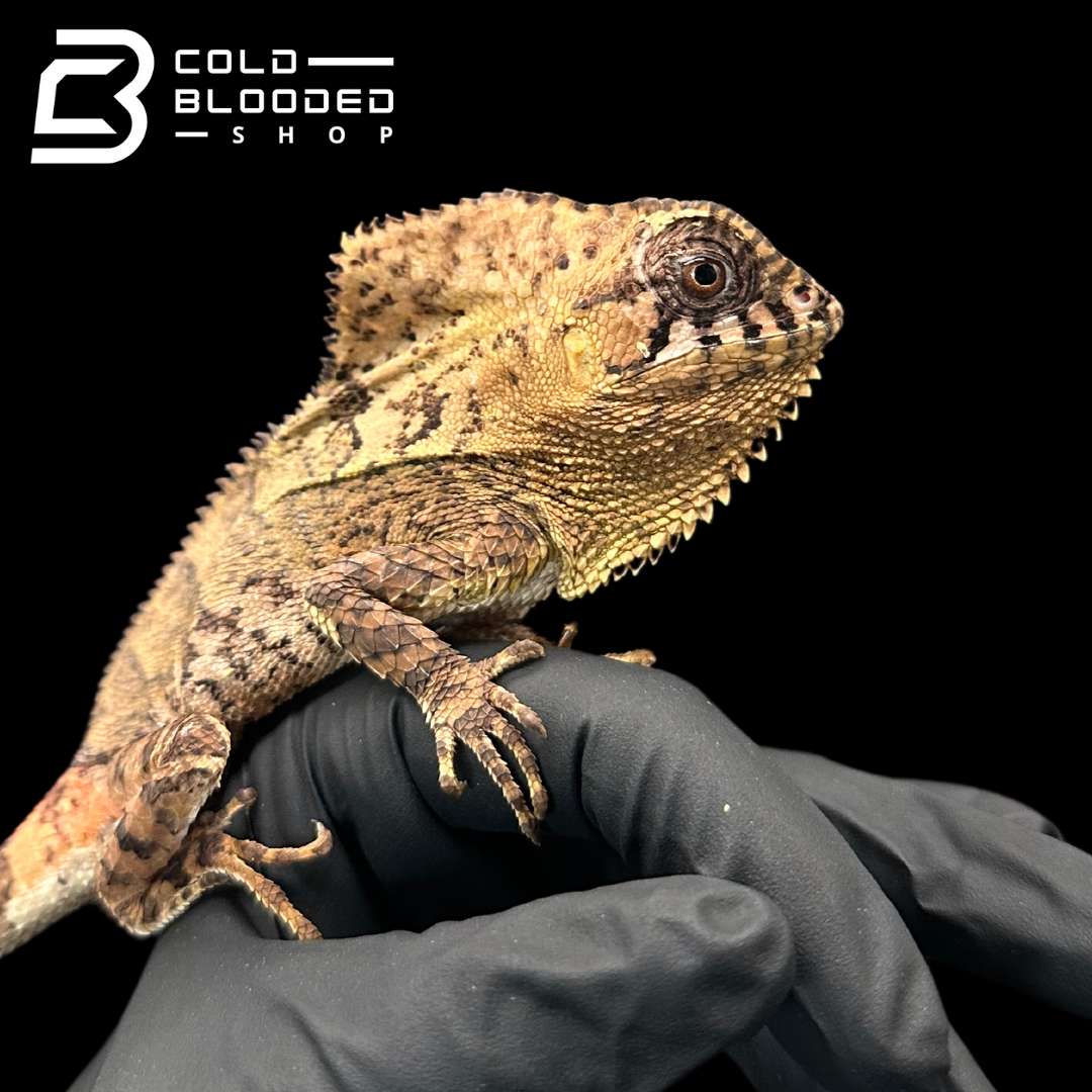 Smooth Helmeted Iguanas - Corytophanes cristatus
