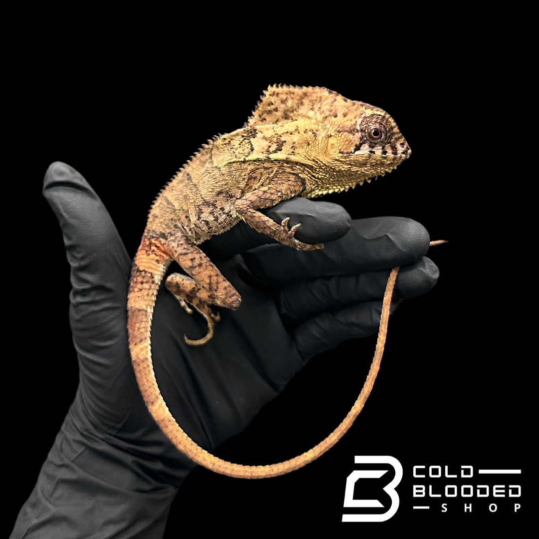 Smooth Helmeted Iguanas - Corytophanes cristatus