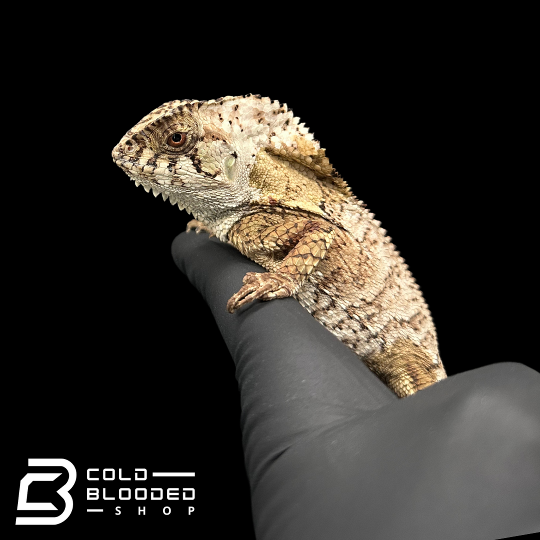 Smooth Helmeted Iguanas - Corytophanes cristatus