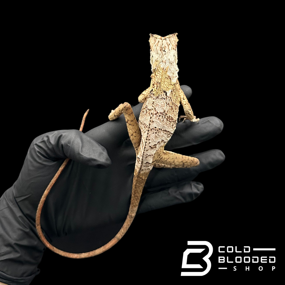 Smooth Helmeted Iguanas - Corytophanes cristatus