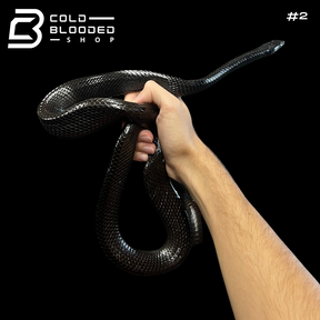 Black Jansen's Rat Snakes - Gonyosoma jansenii - Cold Blooded Shop