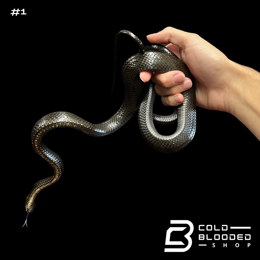 Black Jansen's Rat Snakes - Gonyosoma jansenii - Cold Blooded Shop