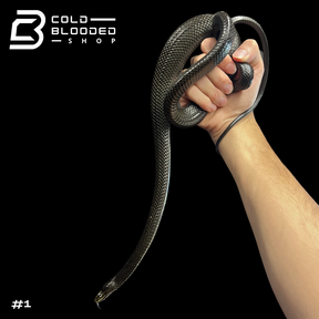 Black Jansen's Rat Snakes - Gonyosoma jansenii - Cold Blooded Shop