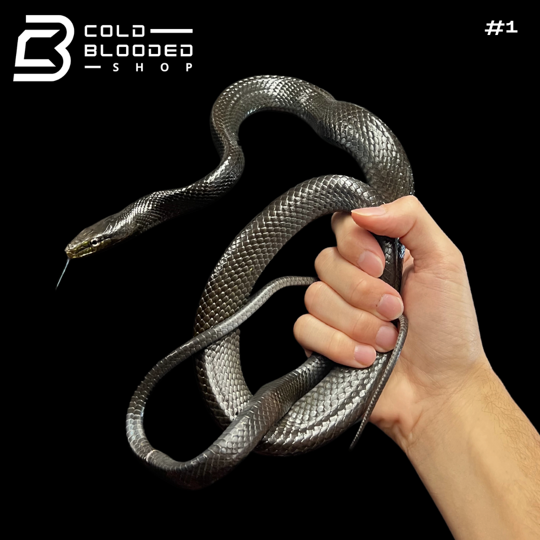 Black Jansen's Rat Snakes - Gonyosoma jansenii - Cold Blooded Shop