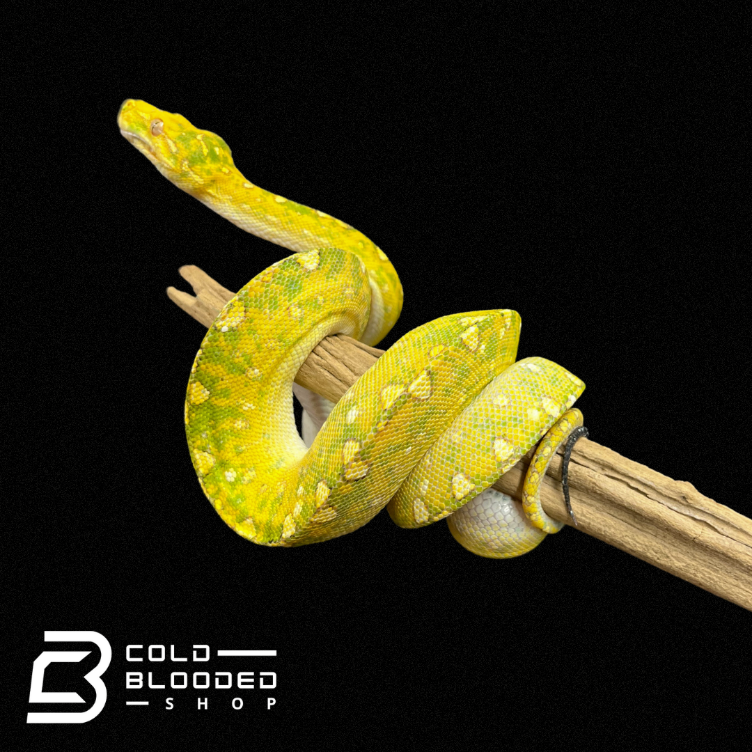 Baby/Juvenile Biak Green Tree Python - Cold Blooded Shop