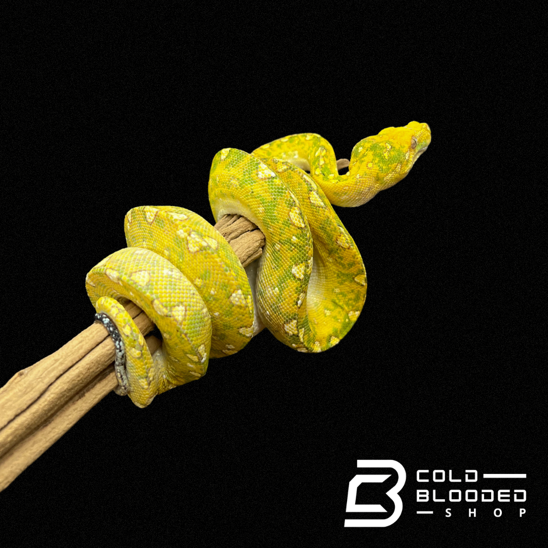 Baby/Juvenile Biak Green Tree Python - Cold Blooded Shop