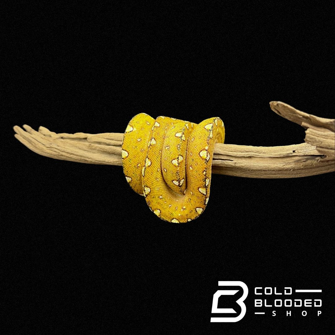 Baby/Juvenile Biak Green Tree Python - Cold Blooded Shop