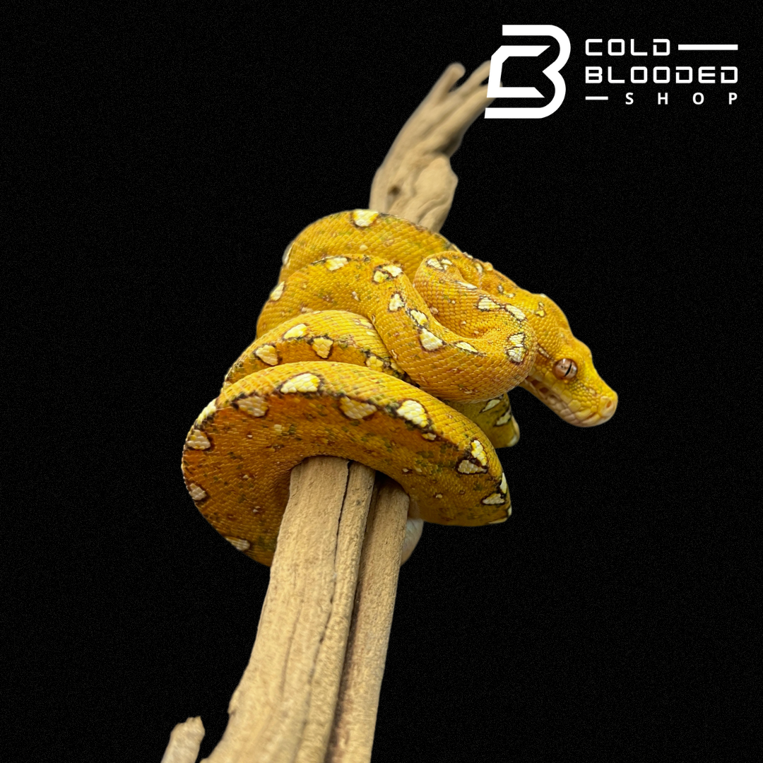 Baby/Juvenile Biak Green Tree Python
