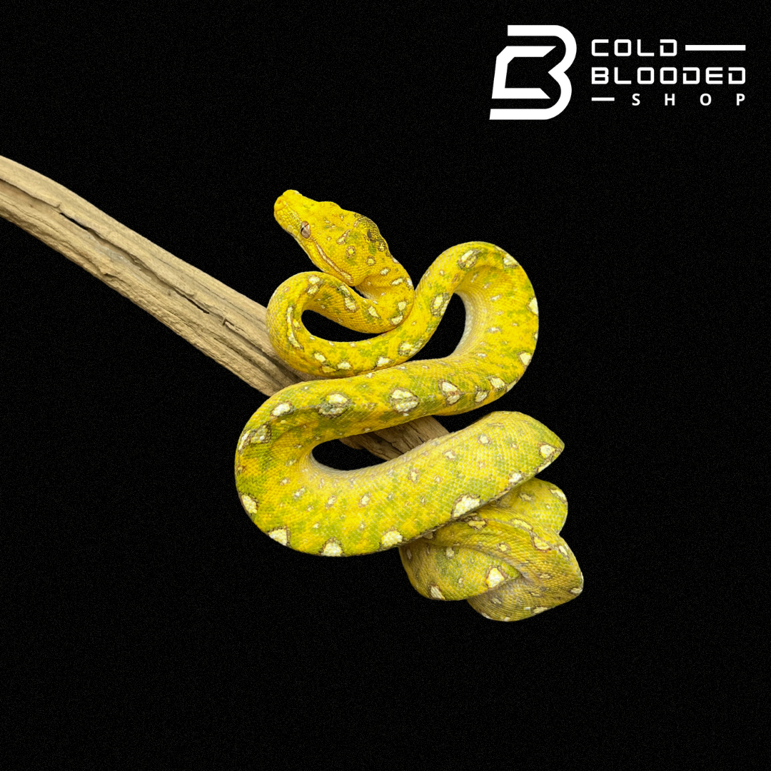 Baby/Juvenile Biak Green Tree Python - Cold Blooded Shop