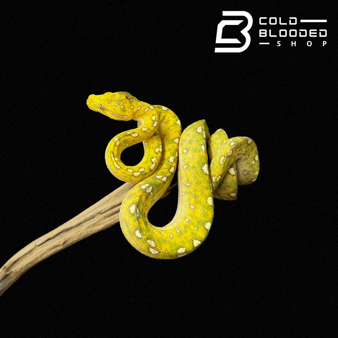 Baby/Juvenile Biak Green Tree Python - Cold Blooded Shop