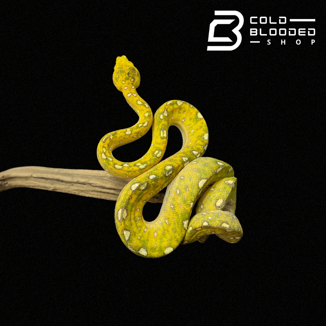 Baby/Juvenile Biak Green Tree Python - Cold Blooded Shop