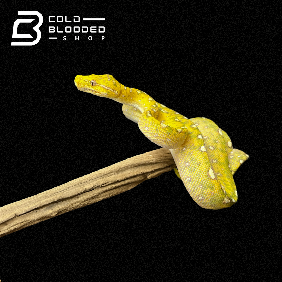 Baby/Juvenile Biak Green Tree Python - Cold Blooded Shop