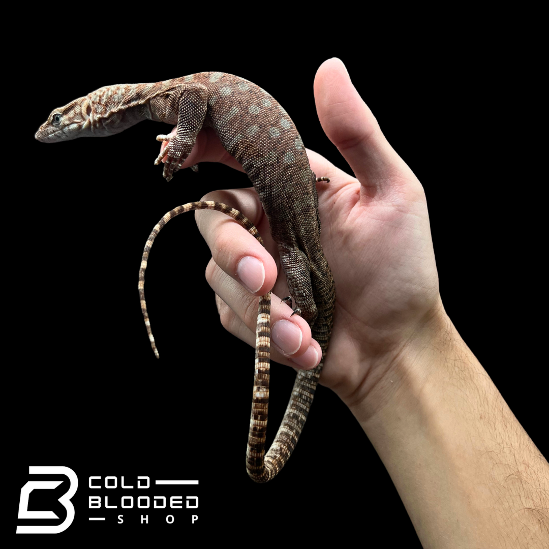 Pilbara Rock Monitor - Varanus pilbarensis - Cold Blooded Shop