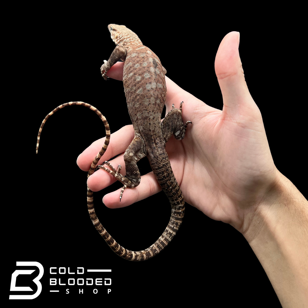 Pilbara Rock Monitor - Varanus pilbarensis - Cold Blooded Shop