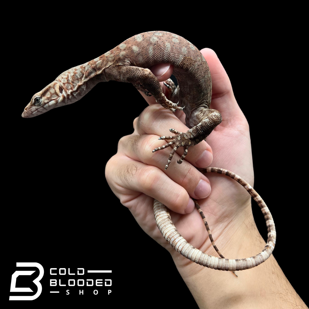 Pilbara Rock Monitor - Varanus pilbarensis - Cold Blooded Shop
