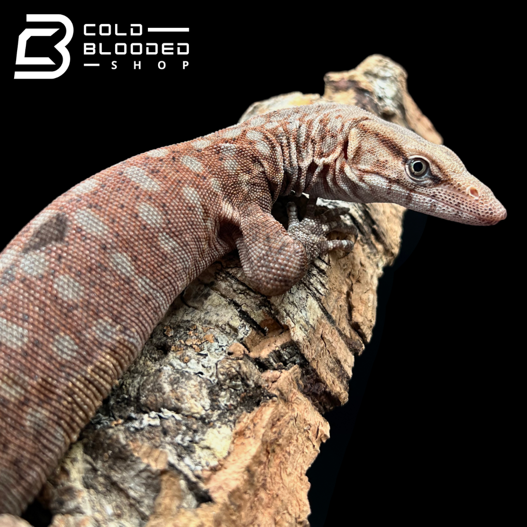 Pilbara Rock Monitor - Varanus pilbarensis - Cold Blooded Shop
