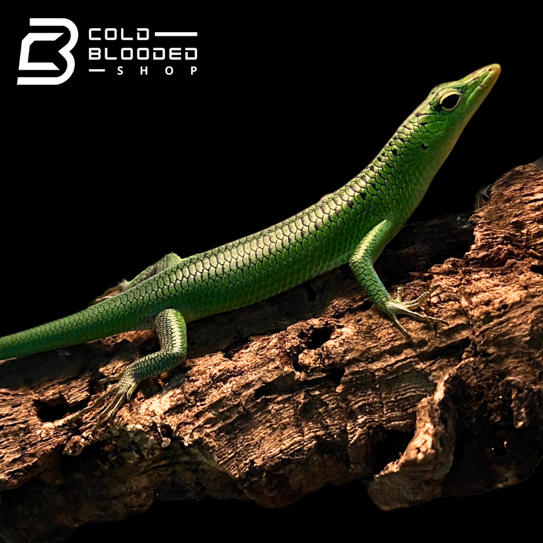 Emerald Tree Skink - Lamprolepis smaragdina - Cold Blooded Shop