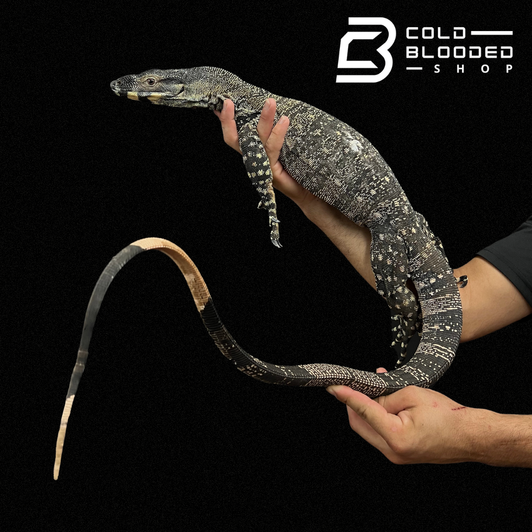 Adult Lace Monitor - Varanus varius - Cold Blooded Shop