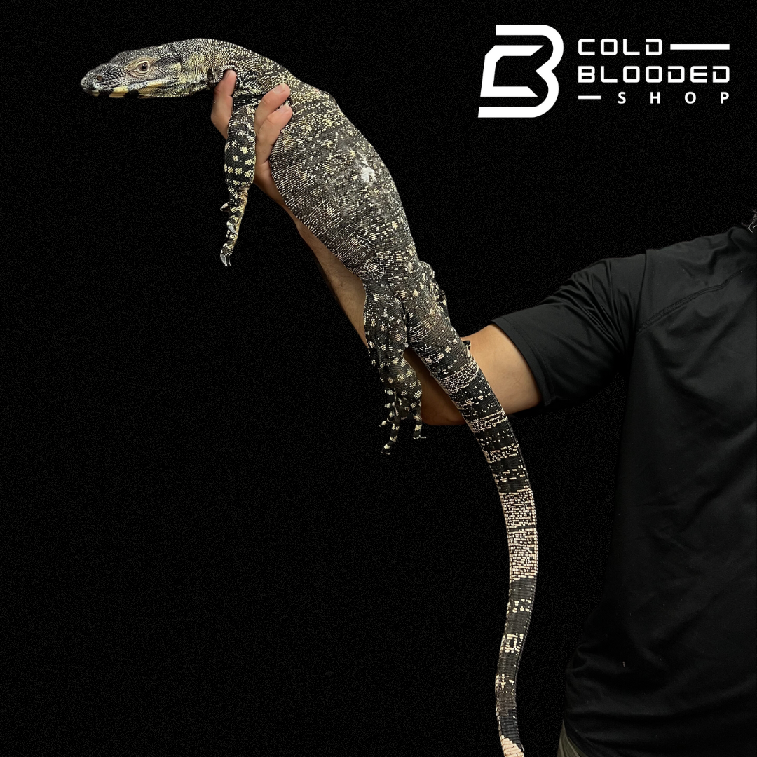 Adult Lace Monitor - Varanus varius - Cold Blooded Shop