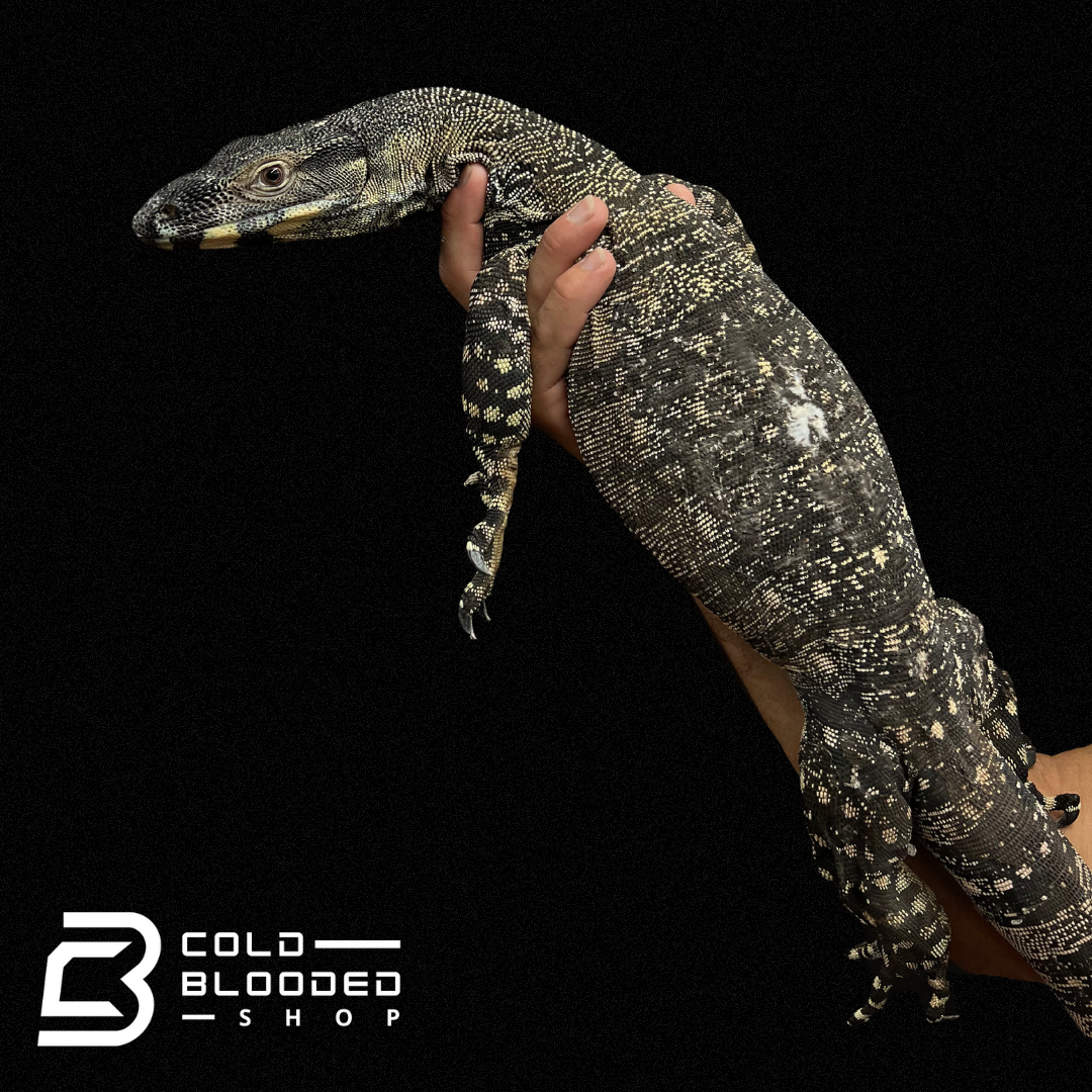 Adult Lace Monitor - Varanus varius - Cold Blooded Shop