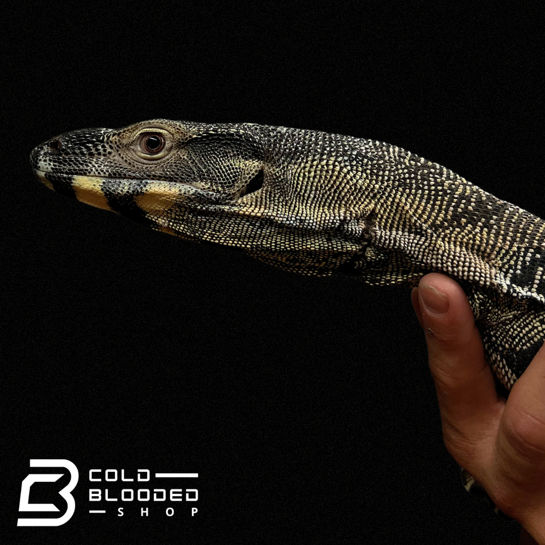 Adult Lace Monitor - Varanus varius - Cold Blooded Shop