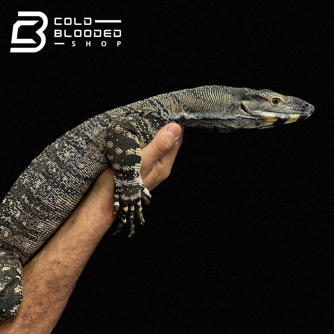 Adult Lace Monitor - Varanus varius - Cold Blooded Shop