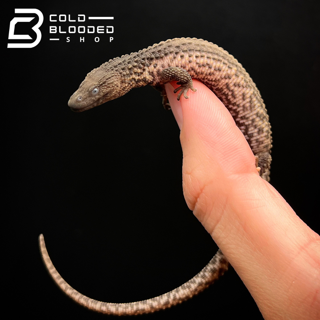 Baby Earless Monitor Lizards - Lanthanotus borneensis