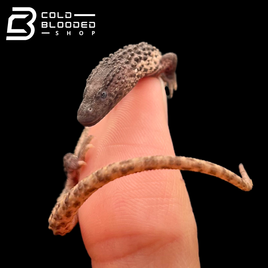 Baby Earless Monitor Lizards - Lanthanotus borneensis